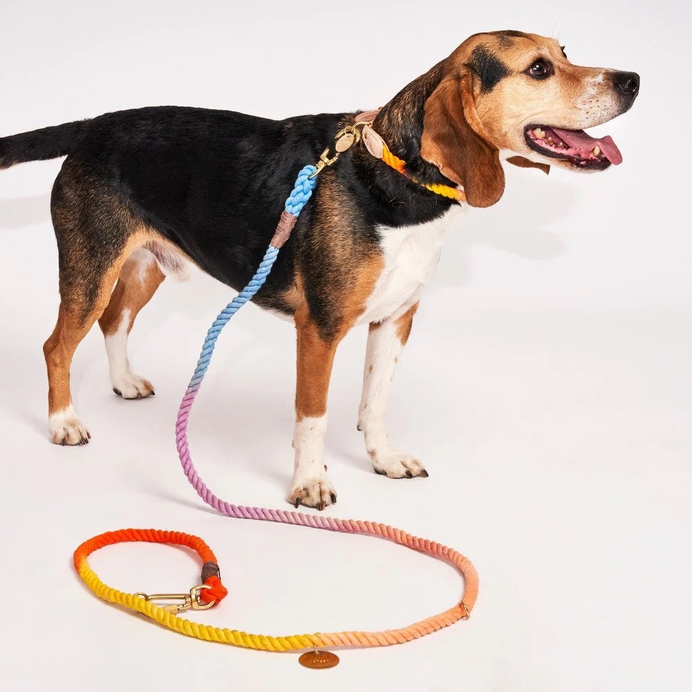 Found my animal collar